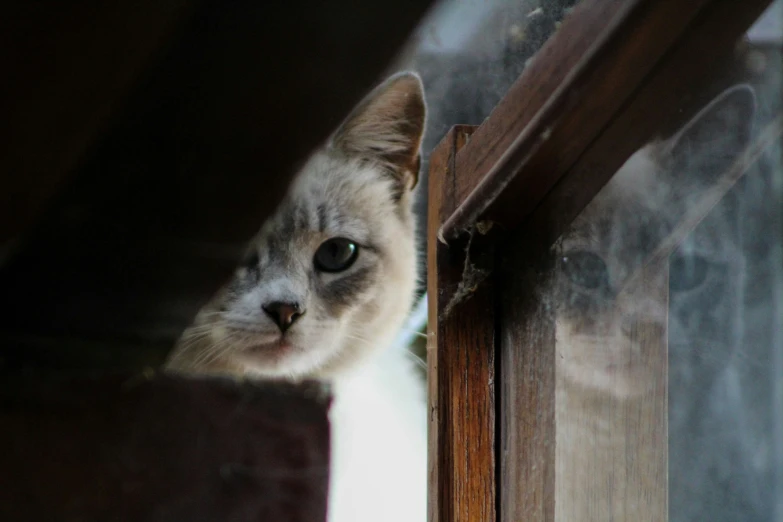 cat peering from the corner of a window