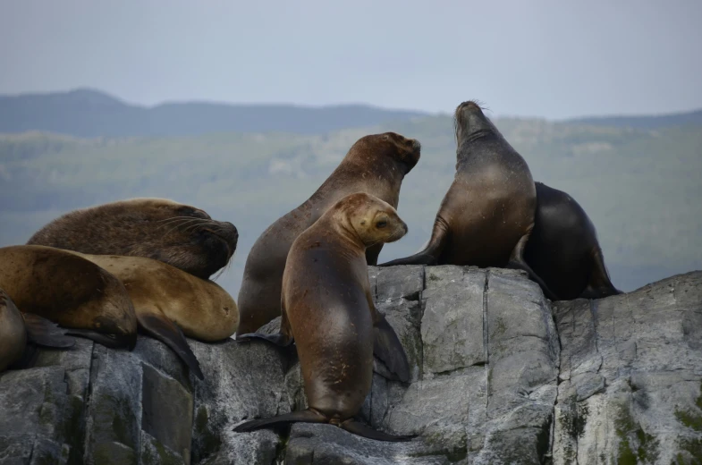 sea lions laying on top of the rocks in a zoo