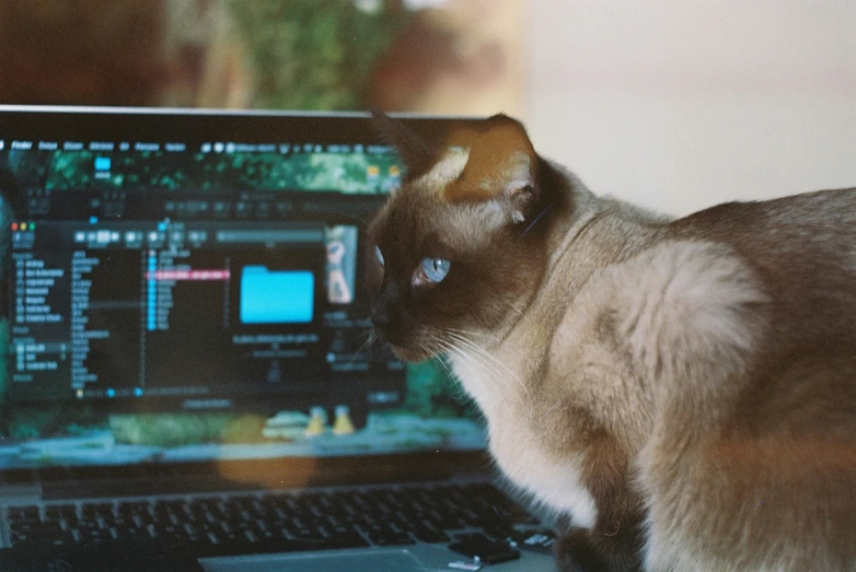 a cat standing near an open laptop computer