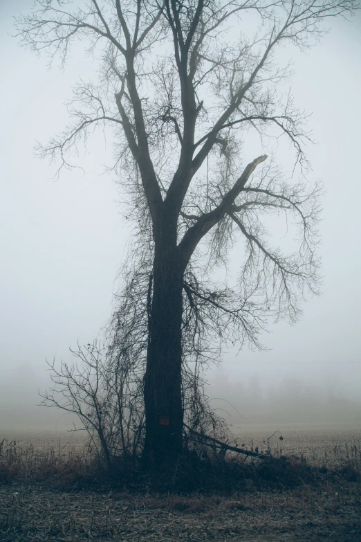 a tree stands in the fog in an open field