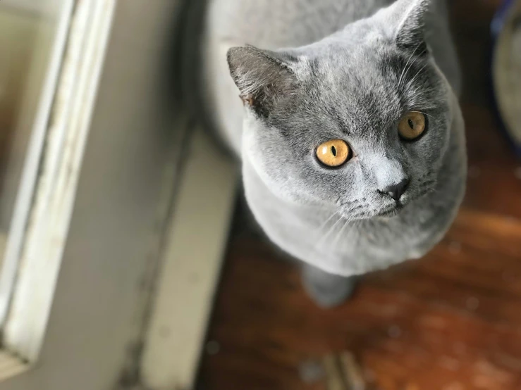 a gray cat standing on the ground looking up