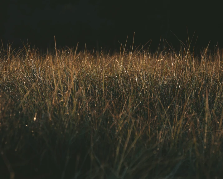 a tall grass field with some thin brown stalks