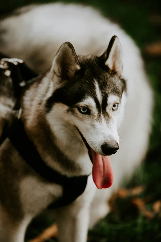 a husky dog is panting in the grass