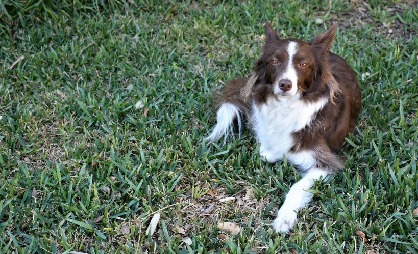 a brown and white dog is laying down in the grass