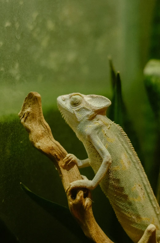 a lizard sitting on a tree nch inside a tank