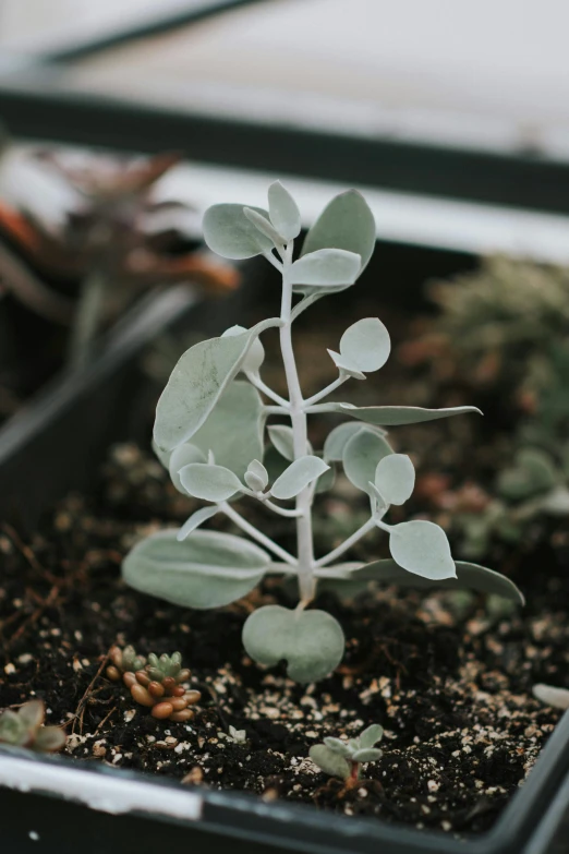 a plant sitting in a container on top of soil