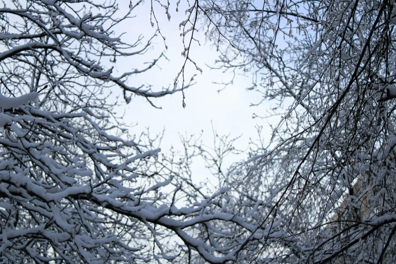 a very snowy tree view from below