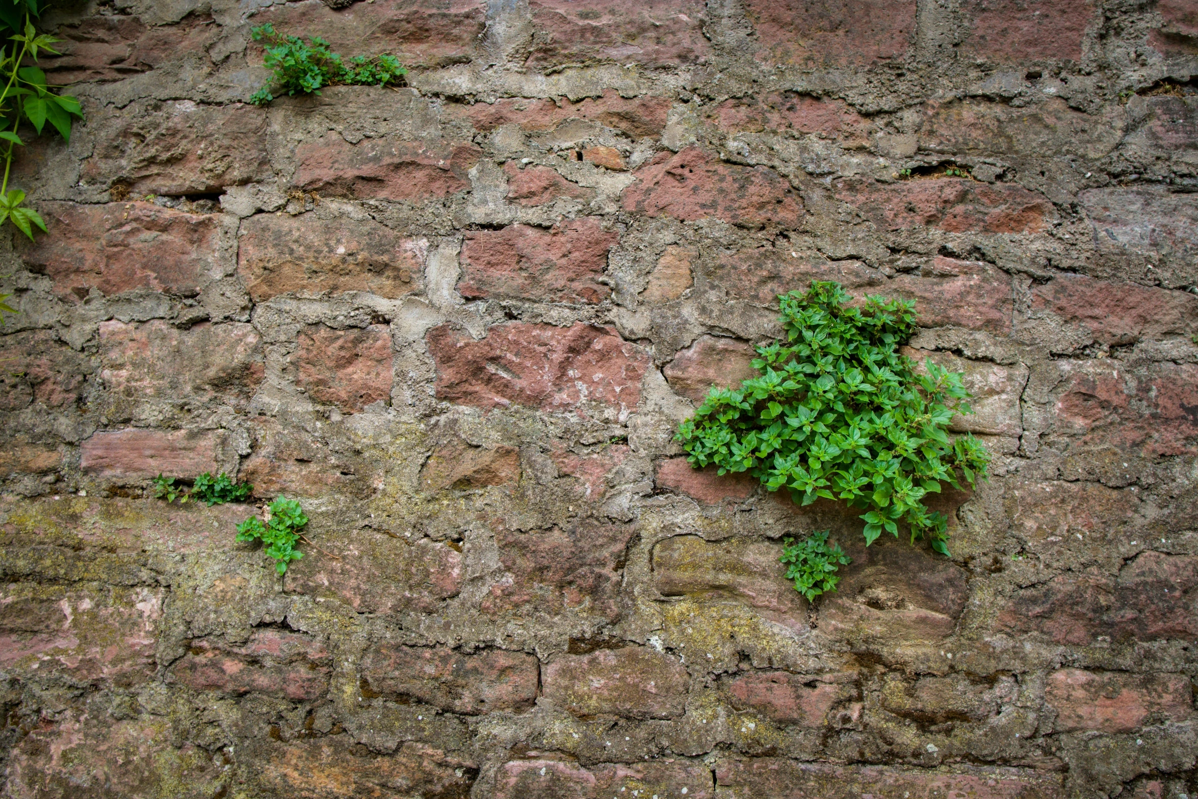 green plants growing on a brick wall as it looks old