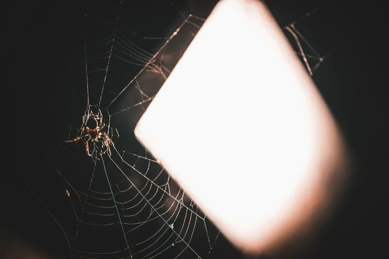 an image of spider web on its web in the dark