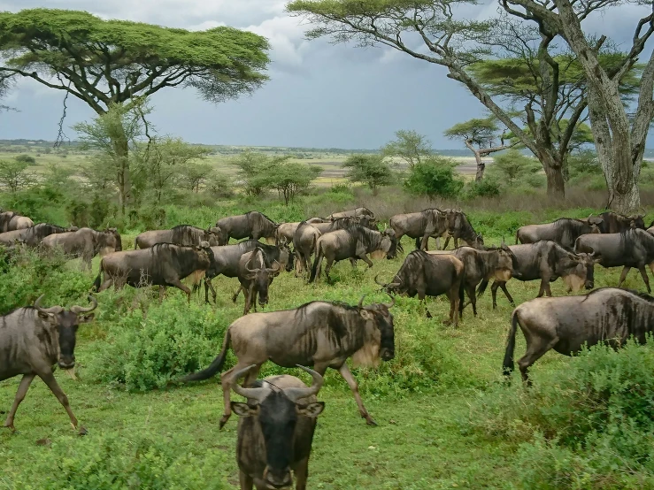 many animals in the field with green grass