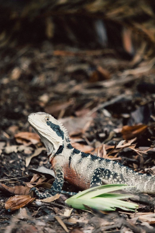 an iguana with black markings and white spots, on the ground