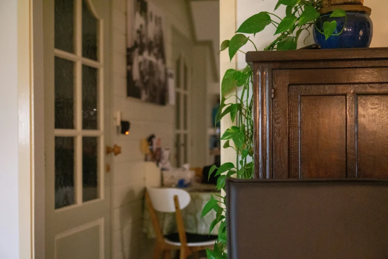 houseplant growing in a potted plant on a wooden dresser