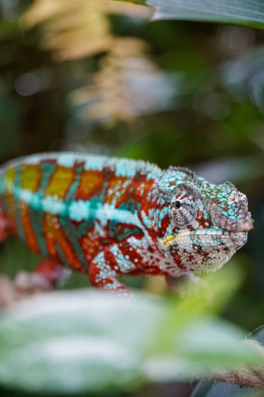 a chamelon sits in the middle of a leaf filled tree