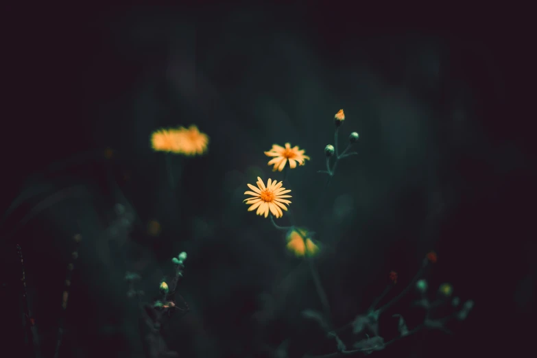 a couple of small yellow and white flowers