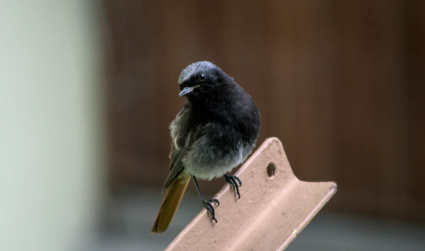 a bird is sitting on the top of a bench