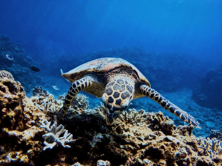 the turtle is looking forward while swimming on the water