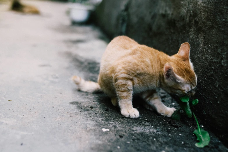 a kitten playing with a piece of tissue paper