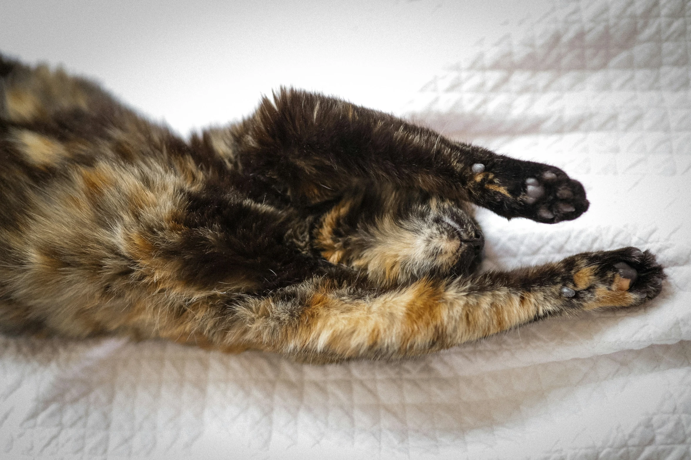 a fluffy cat rests on a bed with it's paws extended