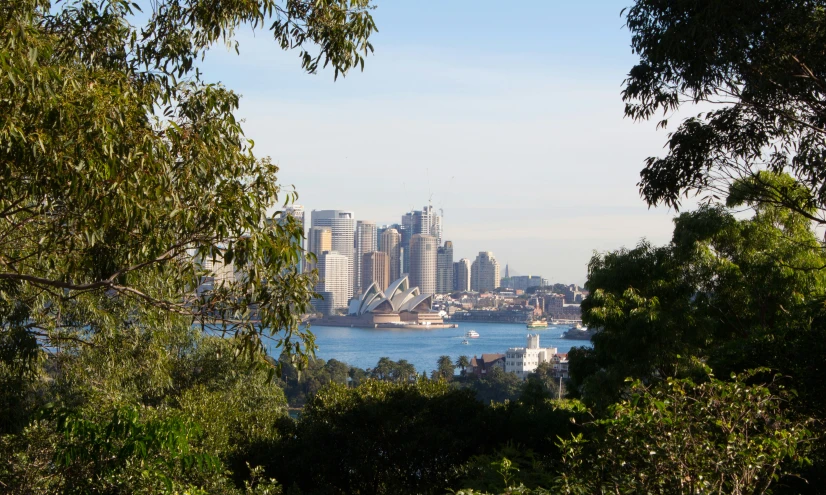 the sydney skyline with the harbour in view