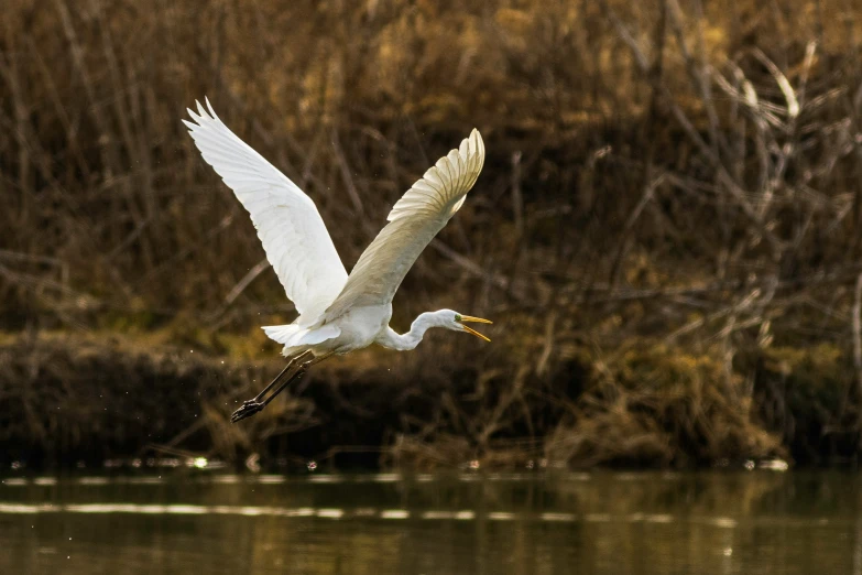 a white bird flying over a body of water