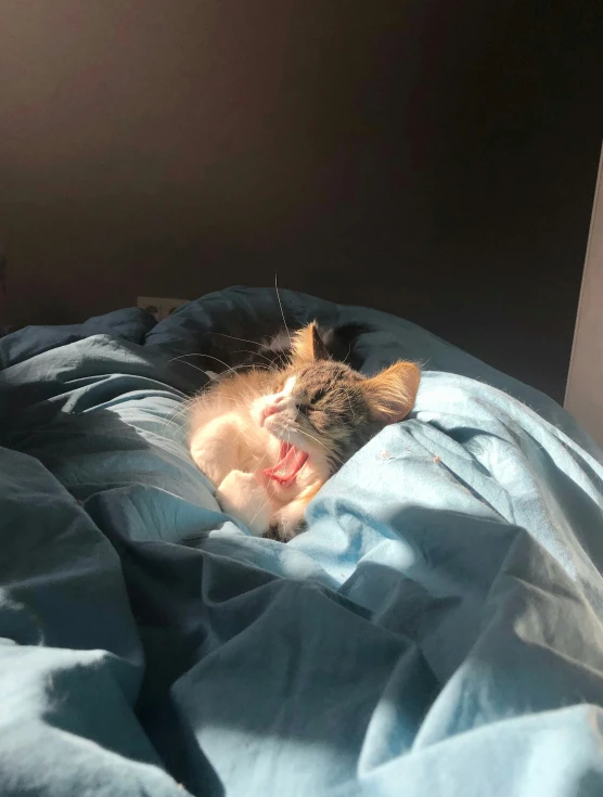 a cat laying on top of a bed with sheets