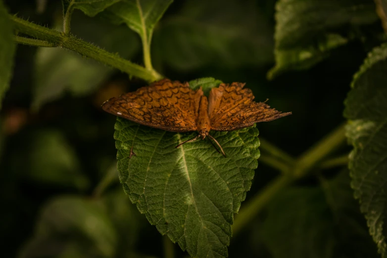 a erfly is sitting on a green leaf