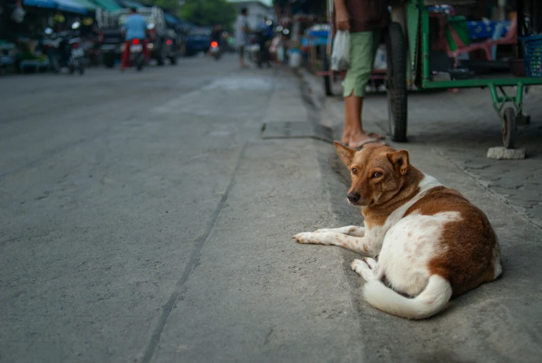 a dog laying on the road next to a man