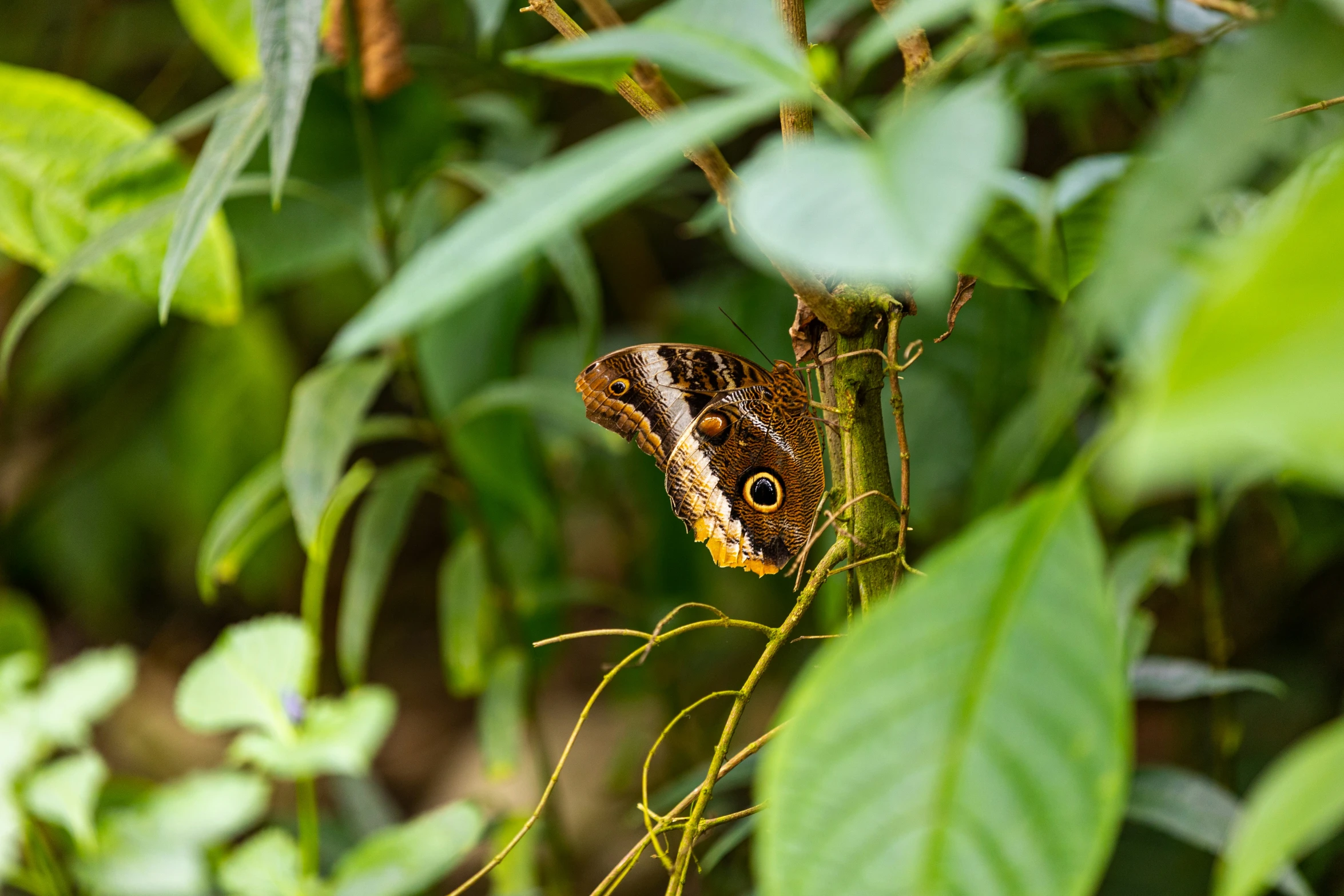 a erfly sitting on top of a leaf covered tree