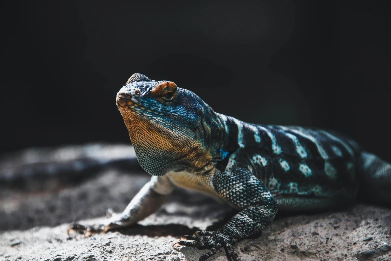 a lizard that is sitting on top of a rock