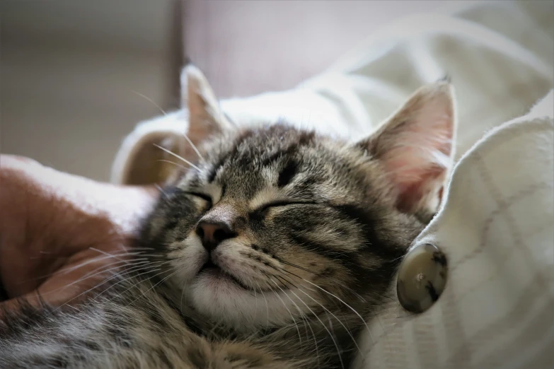 a cat laying on top of a bed with his head down