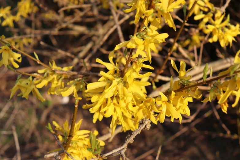 yellow flowers grow on a thin stalk