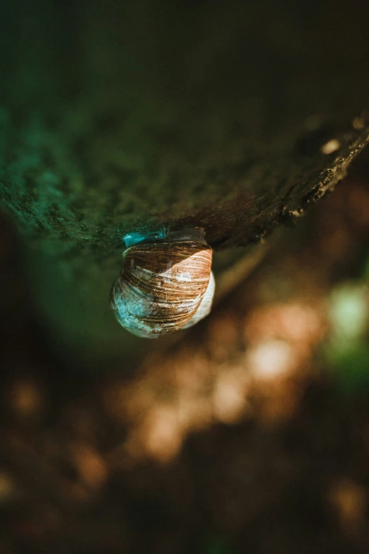 a shell hanging upside down on a tree nch