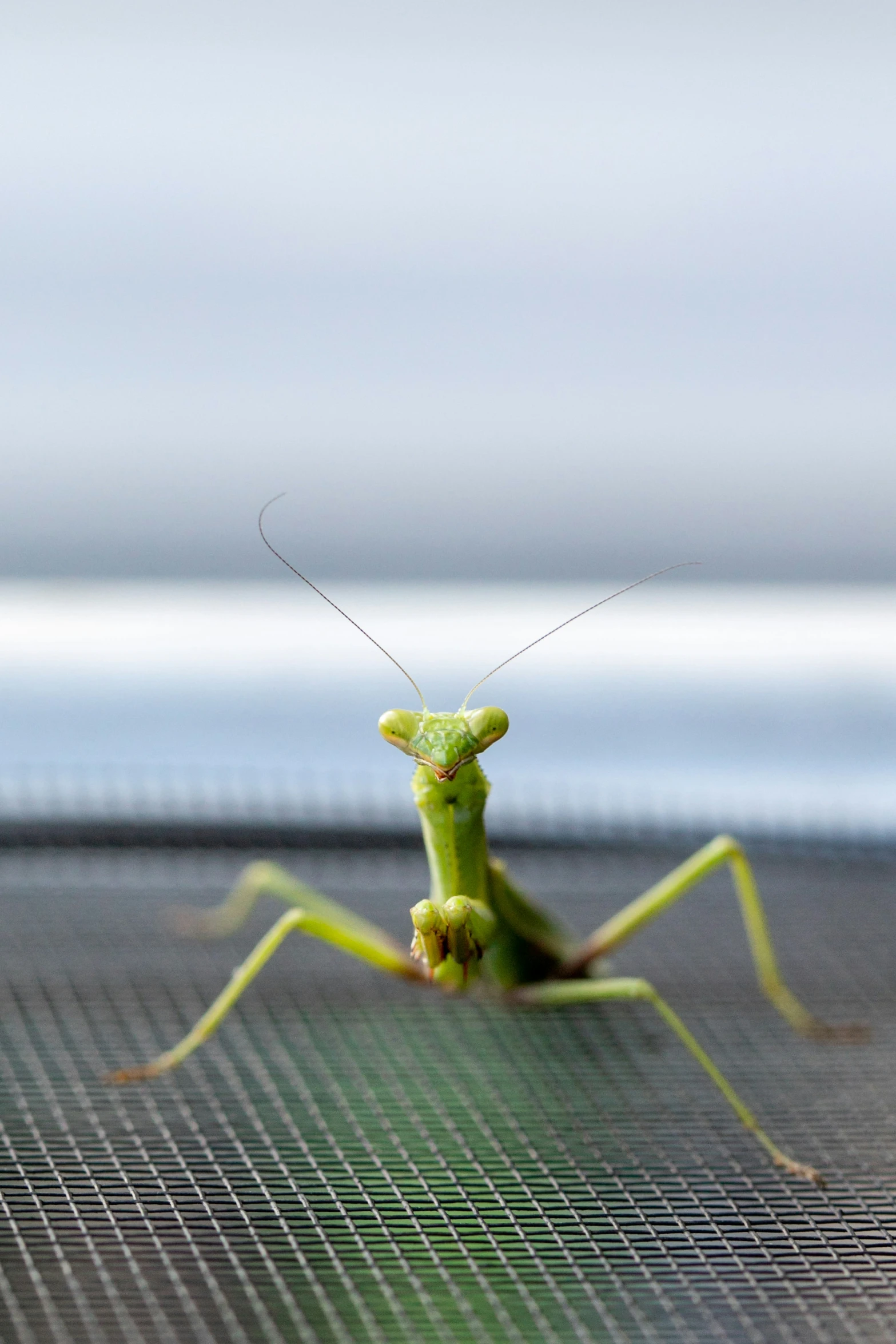 a close - up of the front of a green praying mantisbee