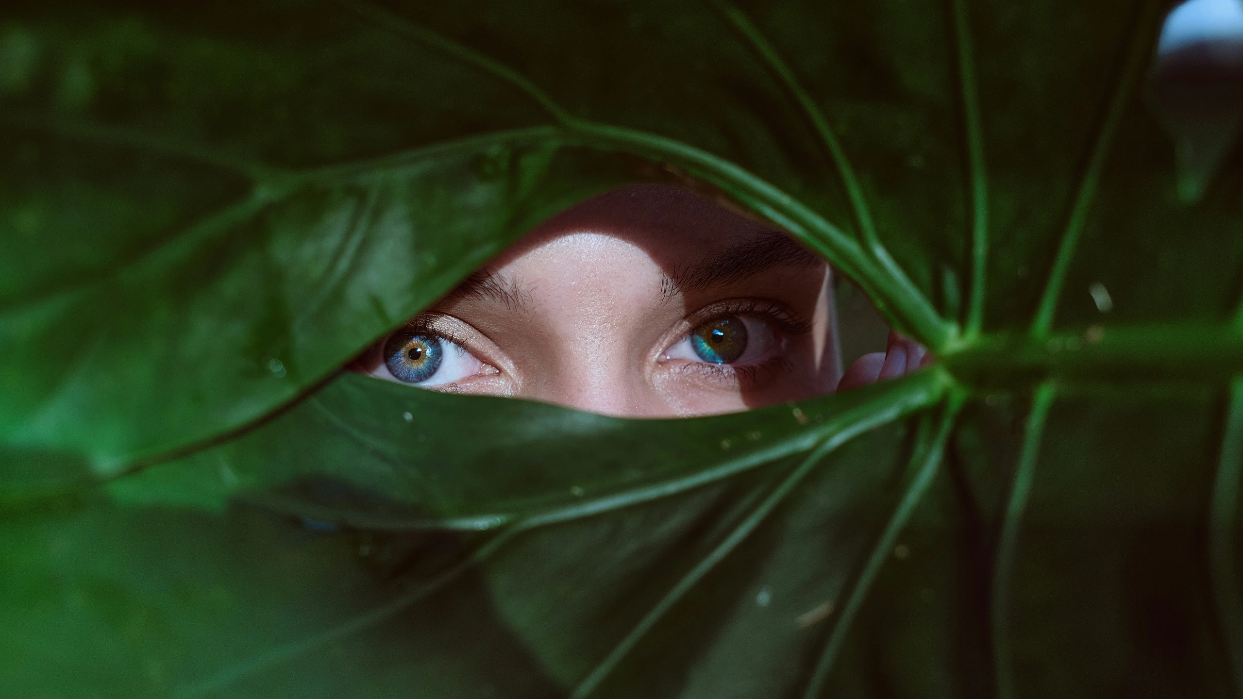 a woman's blue eyes through the leaves