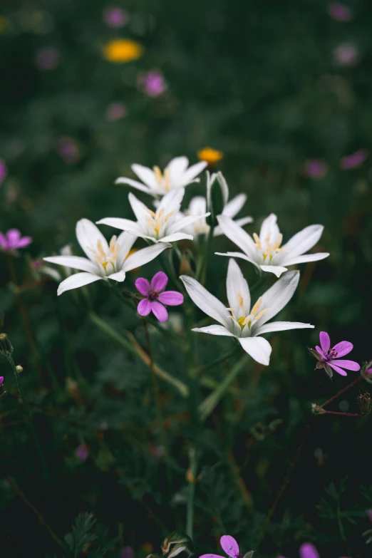 small white flowers in a field of grass