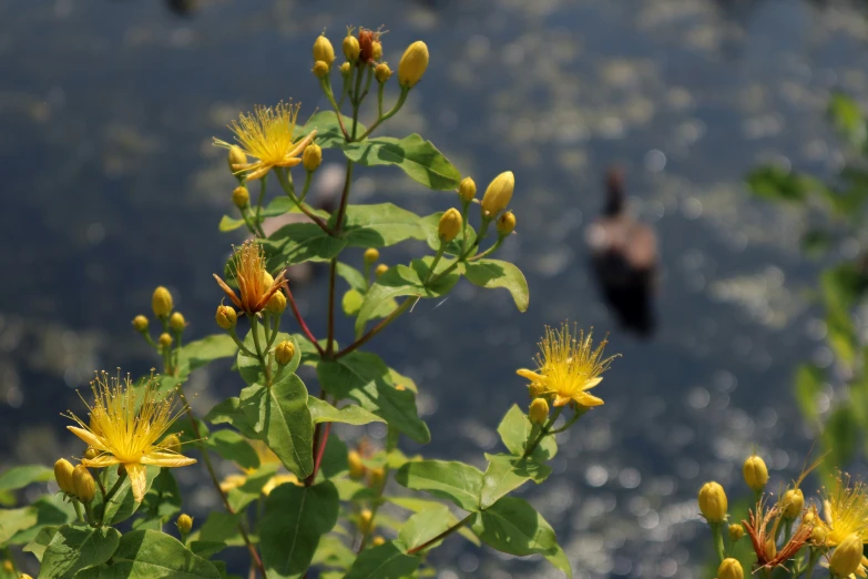 a flower near a body of water