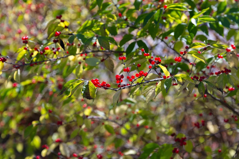 the berry - colored tree has red berries on it