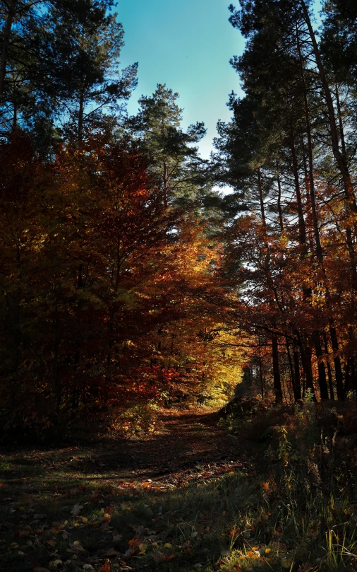 a road between trees in a forest during the day