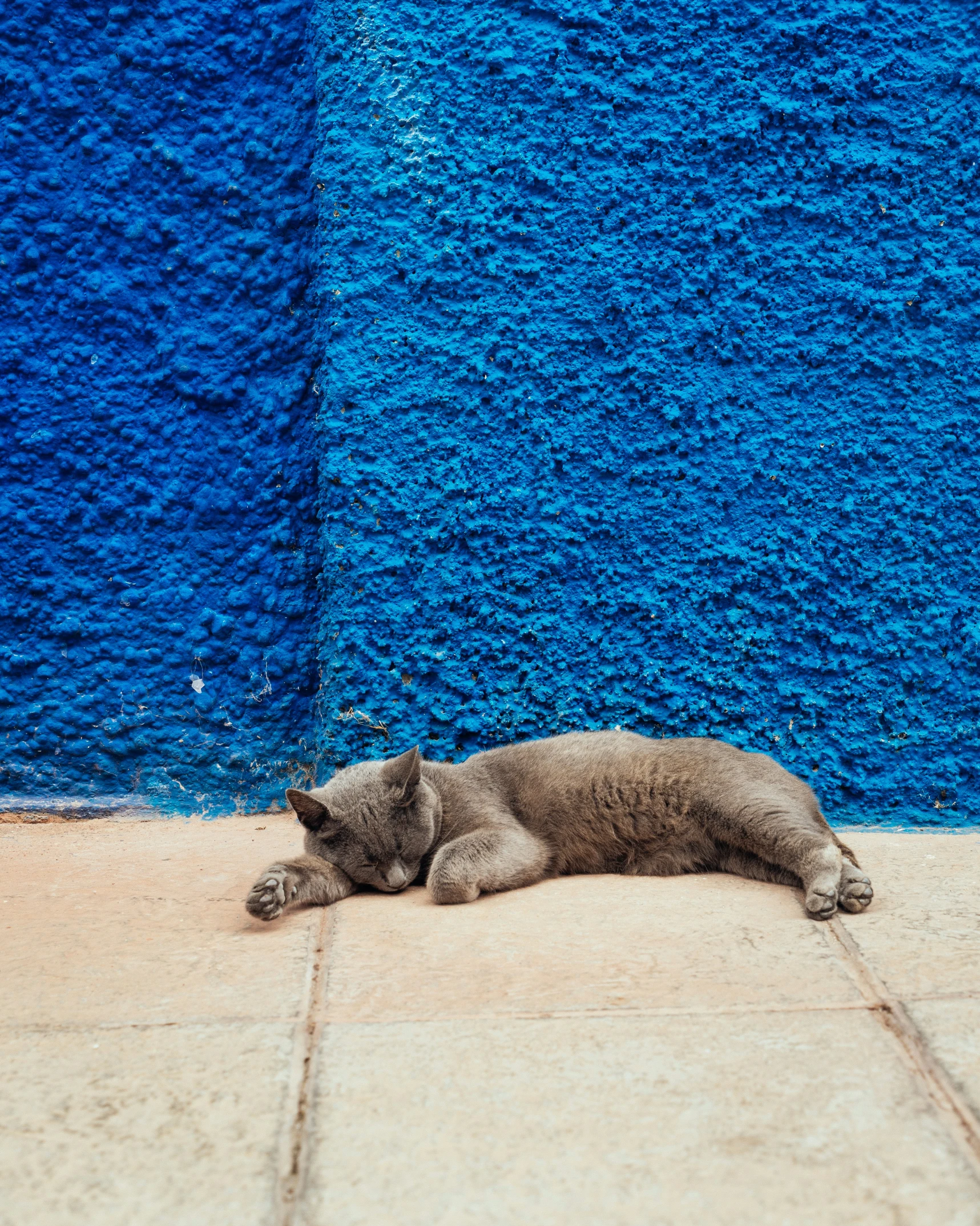 cat laying on the side of the building on the sidewalk