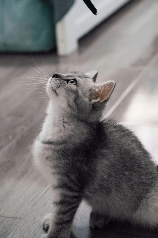 a cat on the floor in black and white