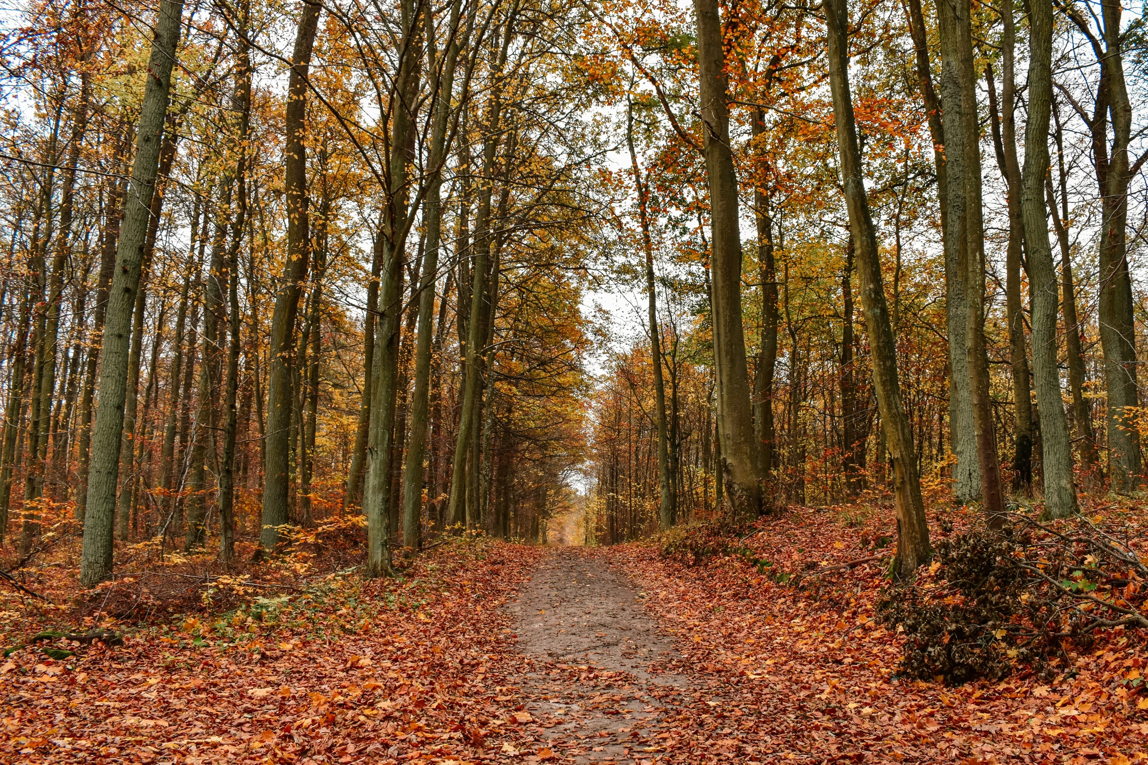 a wooded road that has yellow, red and orange foliage