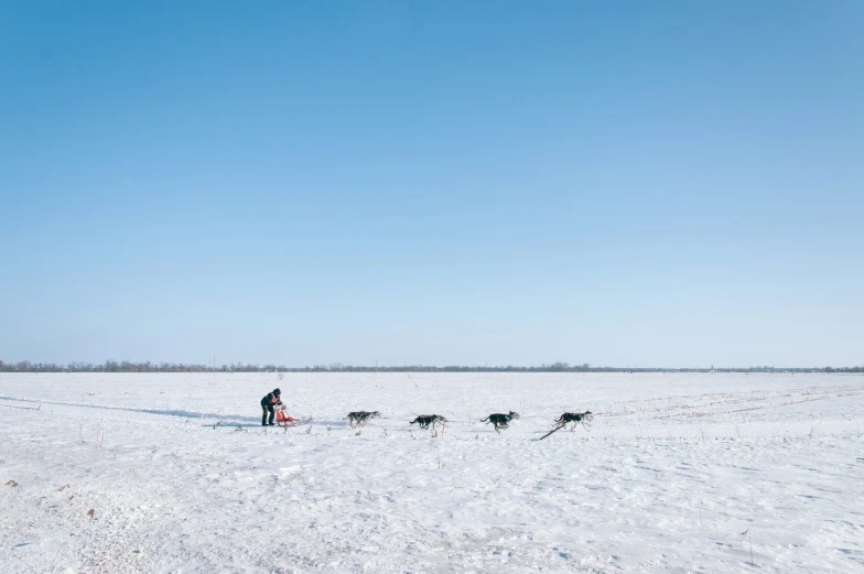 two people walking their dogs across snow covered ground