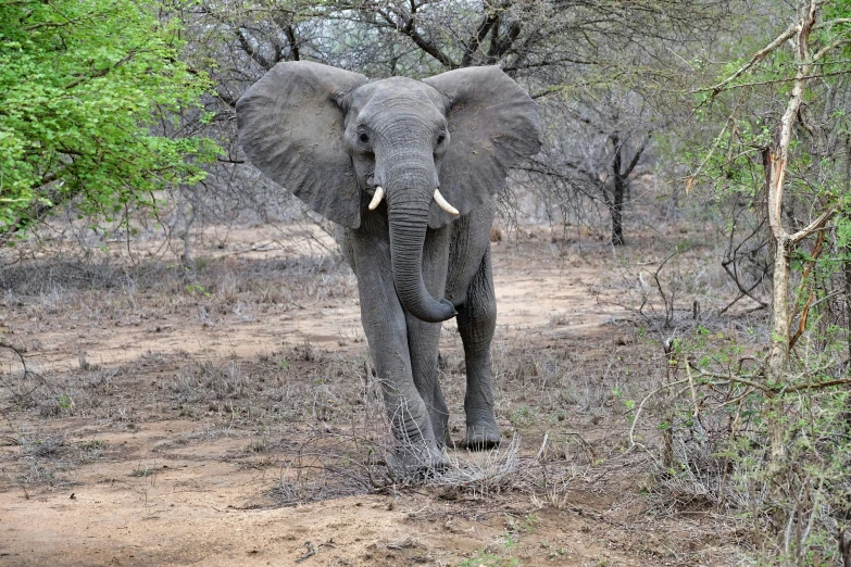 the large elephant stands alone in the brush