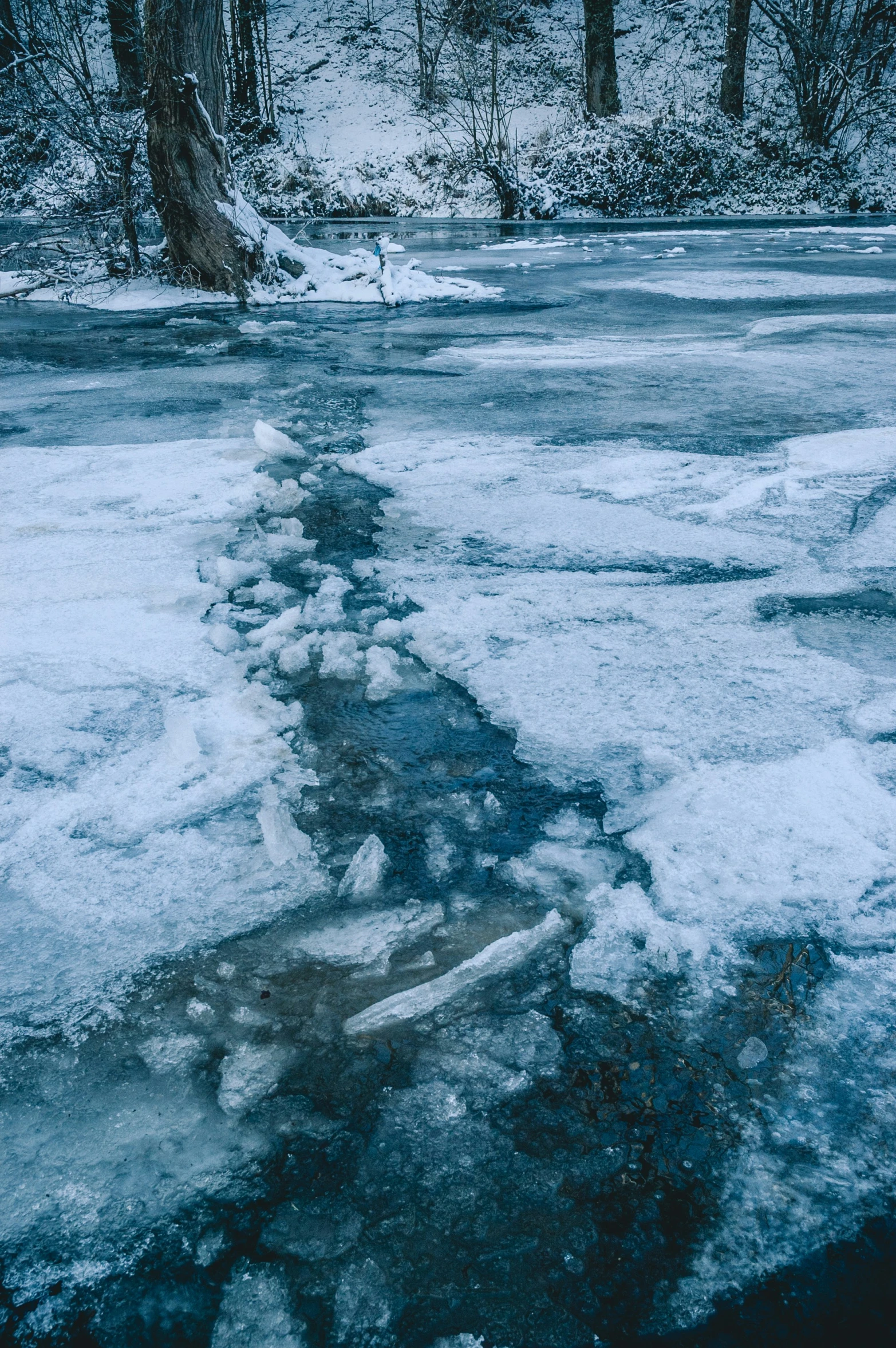 the trees are near the frozen river and there is snow