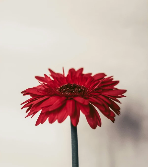 the red flower is standing in a vase