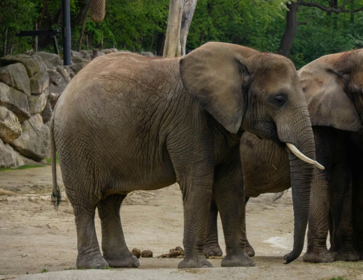 three elephants standing side by side with rocks in the background