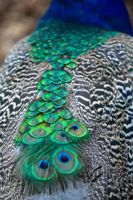 this is a peacock with the feathers down