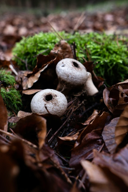 there are two mushroom like plants among brown leaves