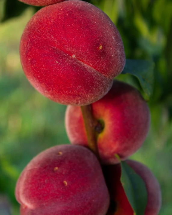 two nch of fruit with three ripe, juicy apricots