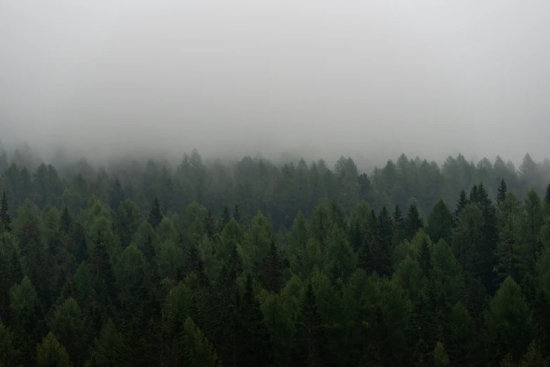 fog covers the forest and trees in the distance